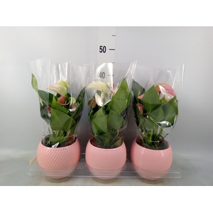 Anthurium   ...mix