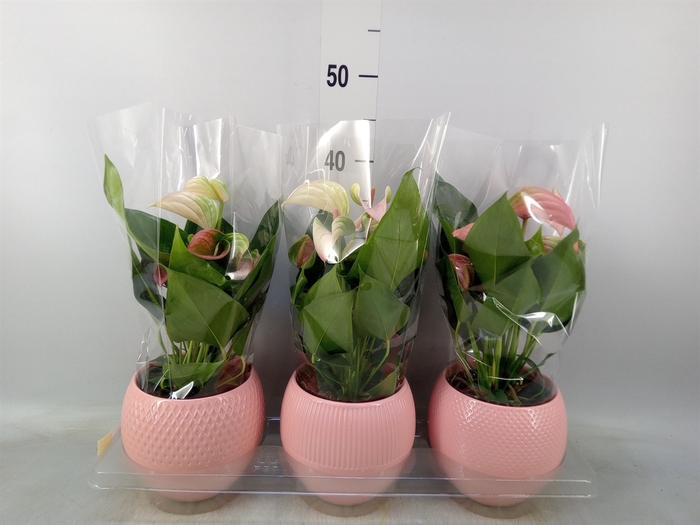 <h4>Anthurium   ...mix</h4>