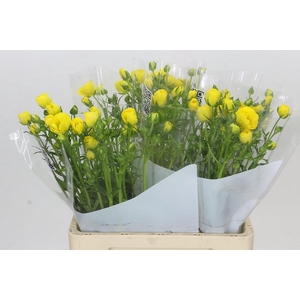 Ranunculus Butterfly Phytalos