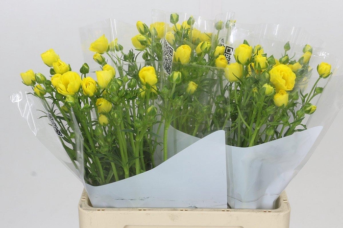 <h4>Ranunculus Butterfly Phytalos</h4>