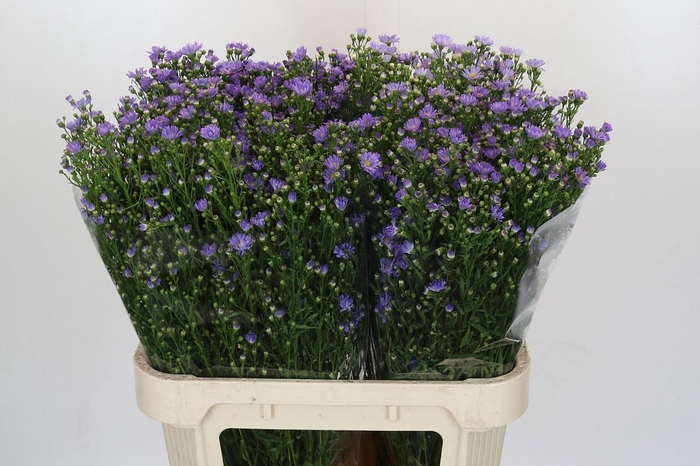 <h4>Aster Cassandra</h4>