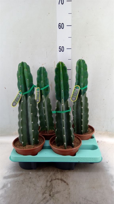 <h4>Cereus   ...</h4>