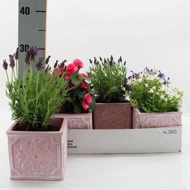 <h4>ARR TUINPLANTEN</h4>