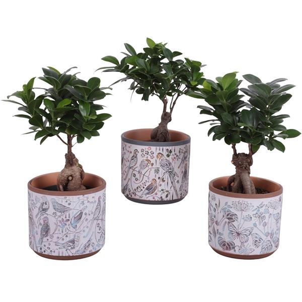 <h4>Ficus m. Ginseng Ball Shape Ø12cm in Ø14cm Ceramic Pot Forest</h4>