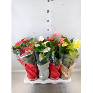 Anthurium   ...mix 4