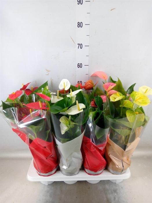 <h4>Anthurium   ...mix 4</h4>