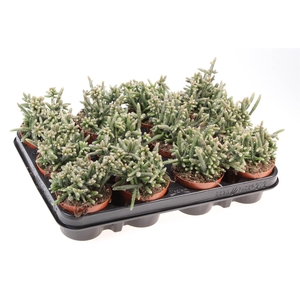 Rhipsalis   ...