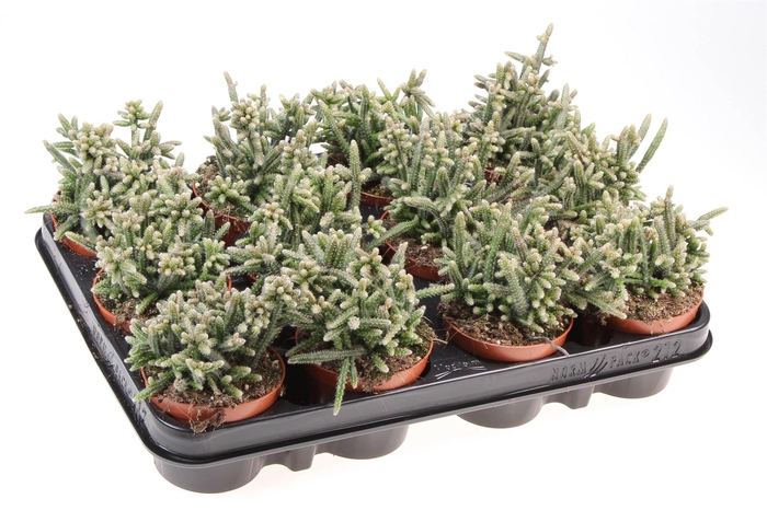 <h4>Rhipsalis ...</h4>
