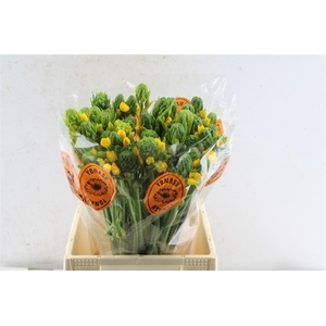 Ornithogalum Db Yellow Asa