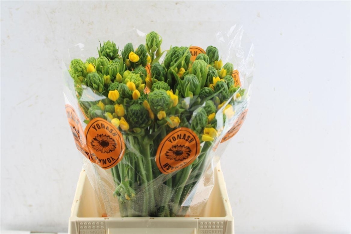 <h4>Ornithogalum Db Yellow Asa</h4>