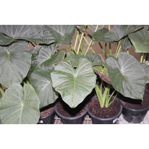 ALOCASIA REGAL SHIELDS P24
