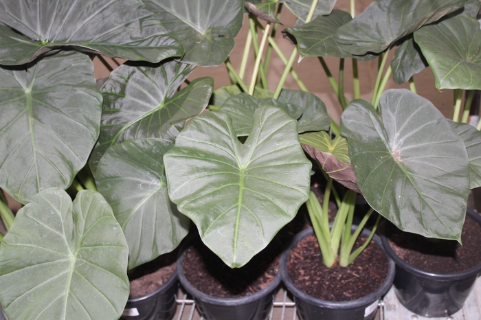 <h4>ALOCASIA REGAL SHIELDS P24</h4>