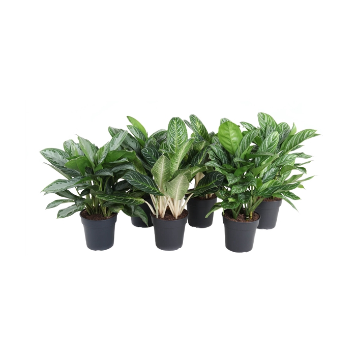 <h4>Mix aglaonema 24cm</h4>