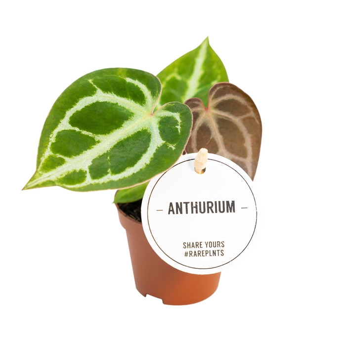 Anthurium blad