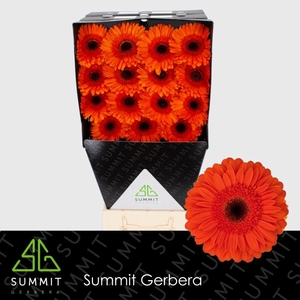 Gerbera Durango Diamond