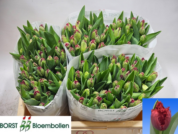 <h4>TU FR PEARL HARBOR</h4>