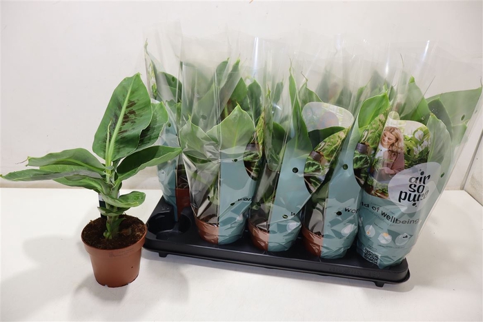 <h4>Musa Tropicana</h4>