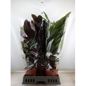 Calathea   ...mix
