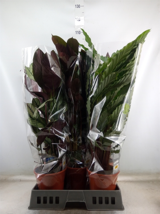 <h4>Calathea   ...mix</h4>