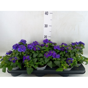 Verbena  'Magelana Dark Blue'