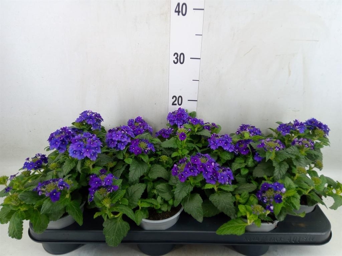 <h4>Verbena  'Magelana Dark Blue'</h4>