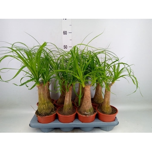 Beaucarnea recurvata