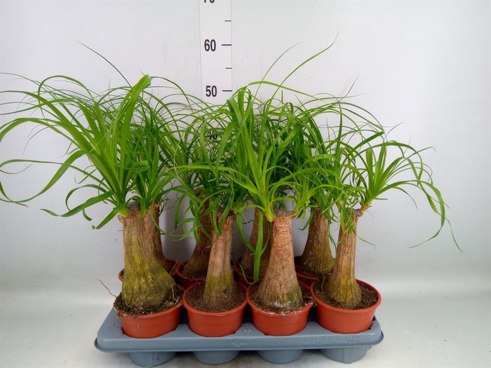 <h4>Beaucarnea recurvata</h4>