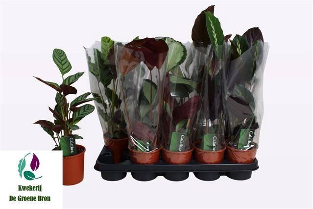 <h4>CALAT GEM 3 SRT</h4>