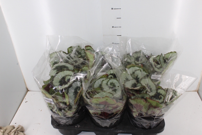 BEGONIA REX P17 CARACOL