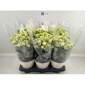 Kalanchoe  'Sunny White'