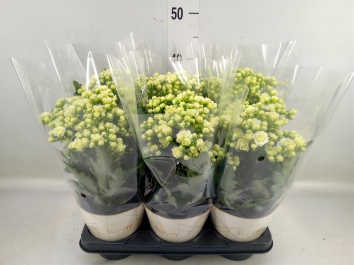 <h4>Kalanchoe 'Sunny White'</h4>