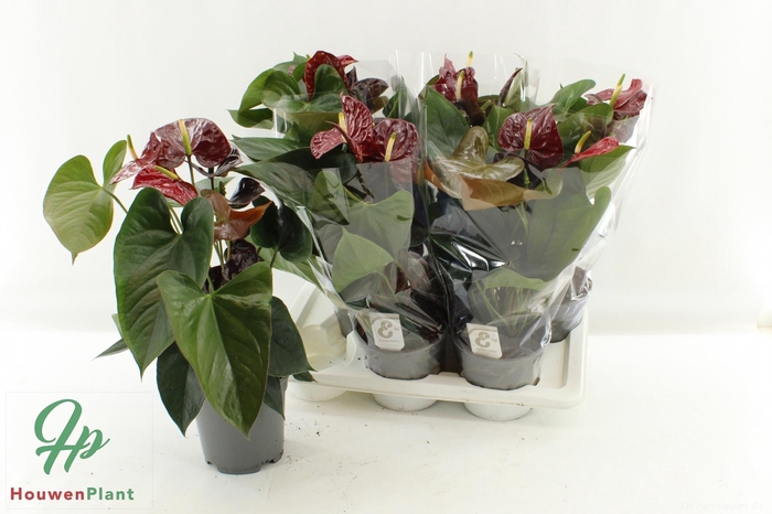 <h4>ANTHU FL TRANQUILLO</h4>