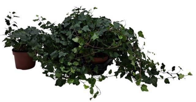 <h4>HED HE WONDER</h4>