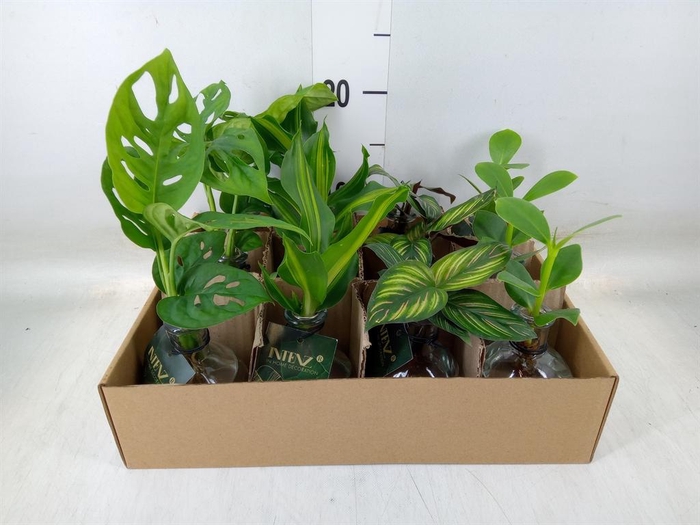 <h4>Planten  ..mix</h4>