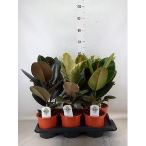 Ficus elastica   ...mix 3