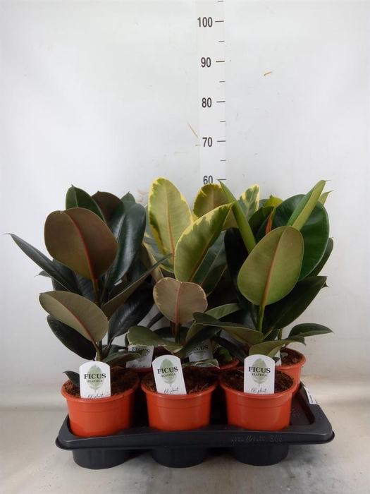 <h4>Ficus elastica   ...mix 3</h4>