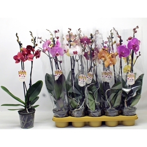 PHAL GEM 10 KL