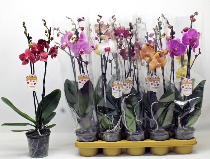 <h4>PHAL GEM 10 KL</h4>