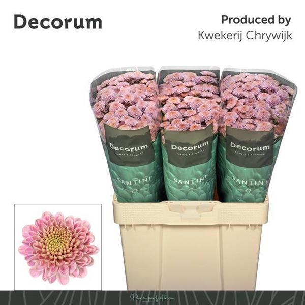 <h4>CHR SAN ELLIS SWEET</h4>