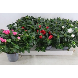 RHODO SI VOGEL GEM