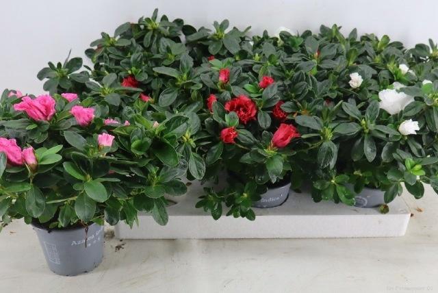 <h4>RHODO SI VOGEL GEM</h4>