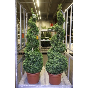 arr8 Buxu Sempervirens Spiraal