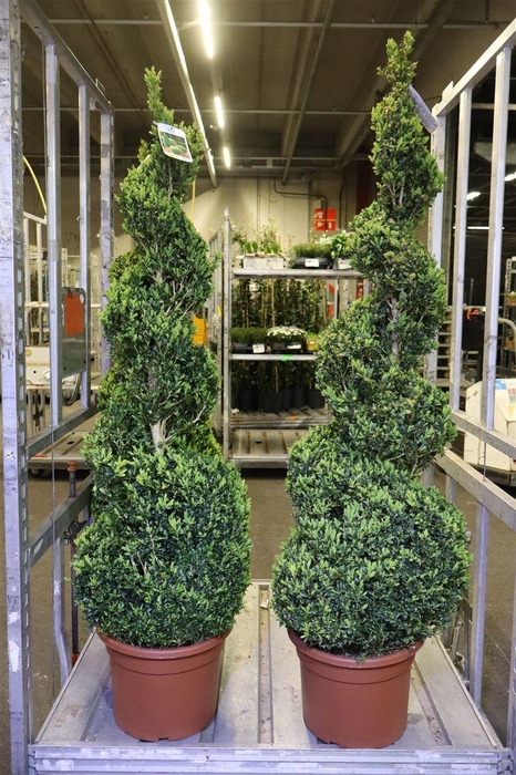 <h4>Buxu Sempervirens Spiraal</h4>
