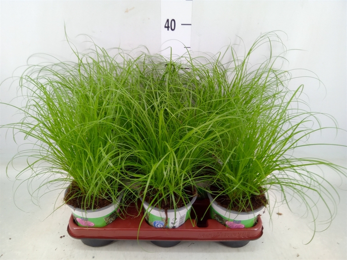 <h4>Cyperus alternifolius 'Zumula'</h4>