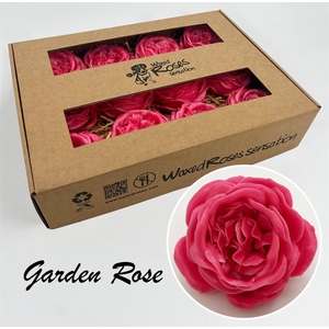 Zijde R Garden Wx Fuchsia