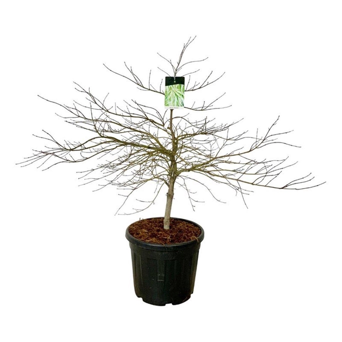 <h4>Acer pal. 'Dissectum'</h4>
