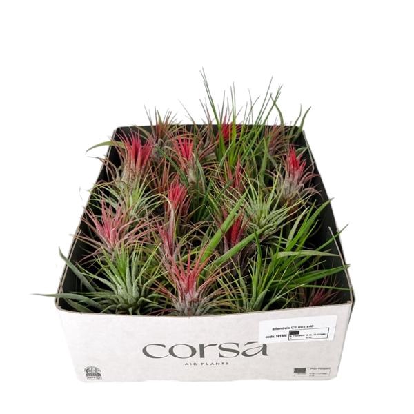 <h4>Tillandsia variés</h4>