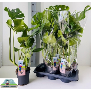 MONSTERA DELICIOSA