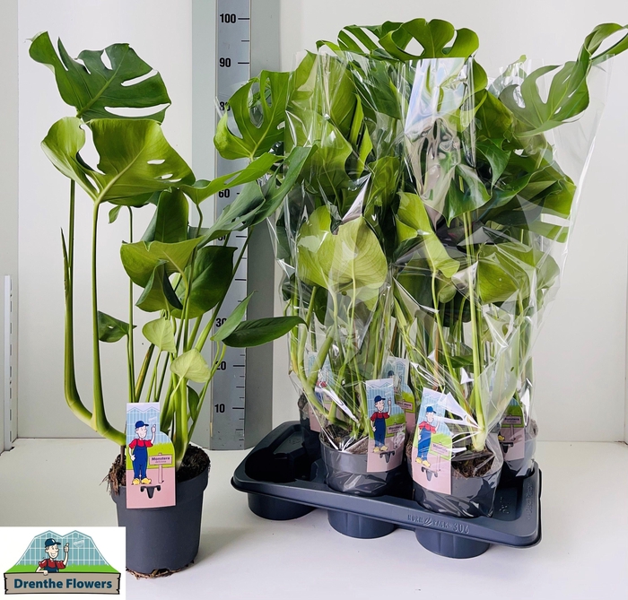 <h4>MONSTERA DELICIOSA</h4>