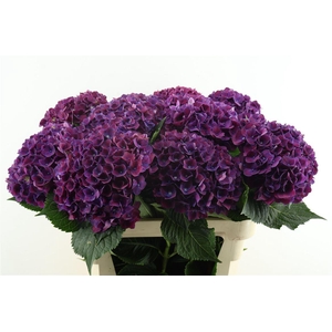 Hydr M Mon Amour Purple 80-21
